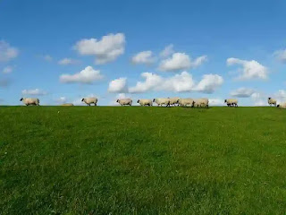 真横から撮った羊の群れ