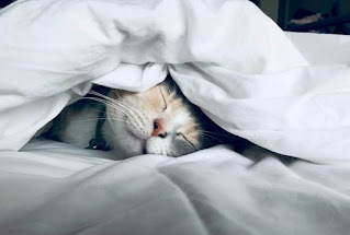 布団を被って寝ている猫