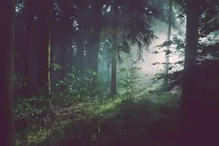 仄かな光が差し込んでいる森