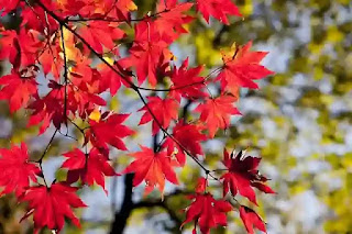 紅葉