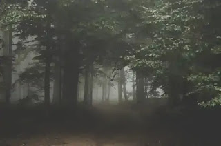 霧の立ちこめる森