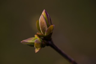 bud